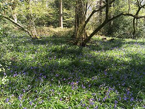 My experience. bluebell wood